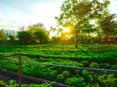 İlkbahar, fidanlar fidanlık tarlaları bahçıvanlık yapıyor.