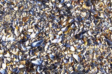 deniz kabukları, deniz kabukları arka plan dokusu