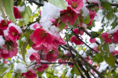 Karda pembe çiçekler. İlk kar yeşil yapraklı pembe çiçeklerin üzerine düştü. Karda yeşil yapraklar. İlkbaharda kar keskin bir şekilde düştü. Kırık ağaçlar, dallar, kablolar. Fırtına, rüzgar, kasırga. 