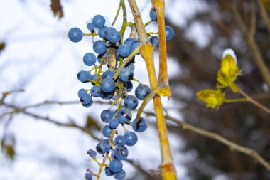 Kışın beyaz karda mor üzümler. Anormal ısınma.