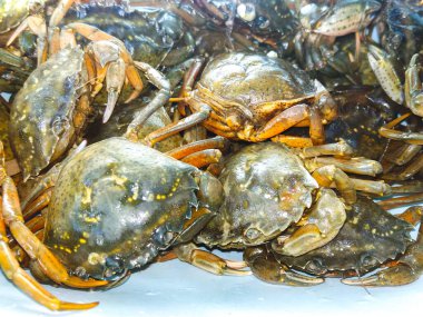 Deniz ürünleri taze yengeçler yaşam geçmişinde sürünüyor