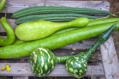 Taze lif ve balkabağı, arka plan için sebze, hasat.