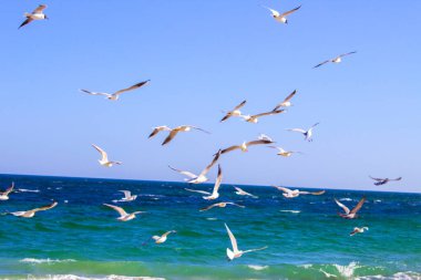 Martı kuşu plaj denizinde uçuyor