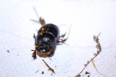 Beyaz arka plan üzerinde büyük kahverengi böceği