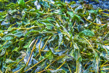 yeşil yosun arkaplan dokusu