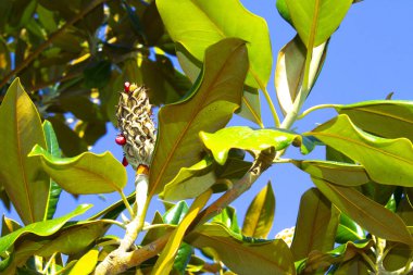 Geniş Magnolia meyvesi, yeşil yaprakların bulanık arka planında yakın planda.