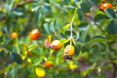 Güneşli sonbahar sabahında kırmızı böğürtlenlerin yakın çekimi.