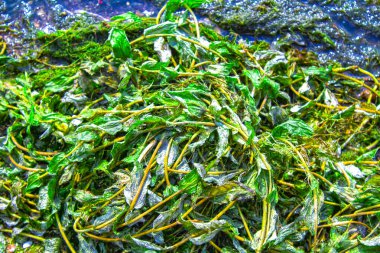 yeşil yosun arkaplan dokusu