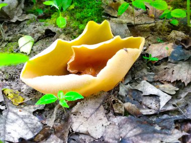 Peziza - turuncu kâseye benzeyen ilginç bir mantar.