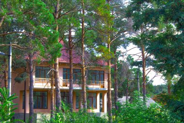 Çam ağacı ormanındaki pembe ev.