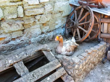 Kaz, bir kuşun bahçesinde vücudunu temizliyor.