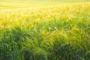 Bir çiftçinin tarlasında olgunlaşmış buğday başakları 