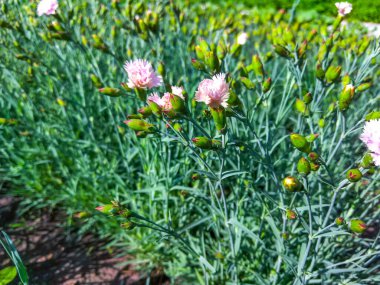 Bir yaz bahçesinde pembe ve beyaz karanfil sırasının yan görüntüsü