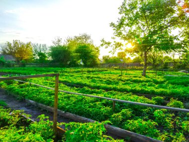 İlkbahar, fidanlar fidanlık tarlaları bahçıvanlık yapıyor.