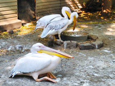 Beyaz bir pelikanın başı ve gagasının yakın çekimi