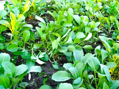 kabak filizlendirme bitki yetiştirme tarım