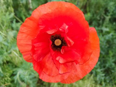 Büyük kırmızı gelincik çiçeği çayır doğası