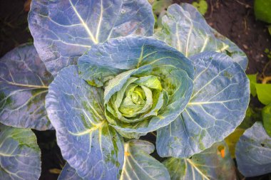 Beyaz lahana tarlada hazır. Kırsalda organik sebzeler