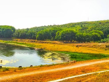 Nehir kenarında güneşli bir sonbahar günü. Kıyısı sık bir ormanın yanında bulunan geniş bir nehir ya da göl.