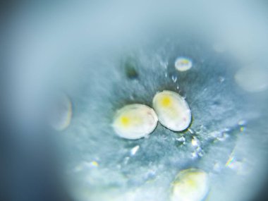 Yakın plan, makro, böcek yumurtaları, doğa.