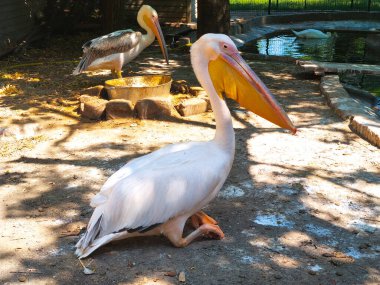 Beyaz bir pelikanın başı ve gagasının yakın çekimi