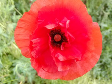 Büyük kırmızı gelincik çiçeği çayır doğası