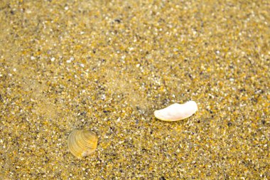 Kabuk arkaplan desenli sarı kum