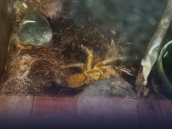 Zbliżenie Tarantula Owłosione Duże Pająki — Zdjęcie stockowe