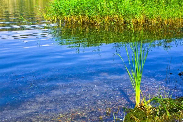 Küçük bir gölde yetişen bitkiler.