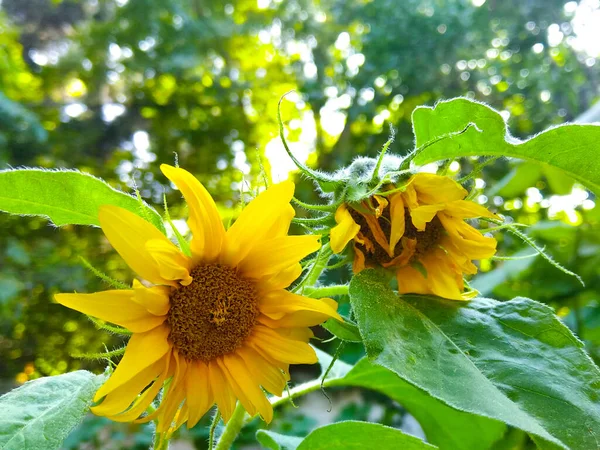 Nahaufnahme Von Gelben Sonnenblumen Mit Natürlichem Hintergrund — Stockfoto