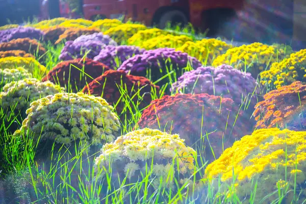 Букет Свежецветущих Цветков Хризантемы Вид Сверху Цветочный Фон — стоковое фото