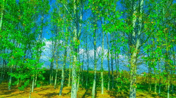 Береза Зелеными Листьями Лесу Весной — стоковое фото