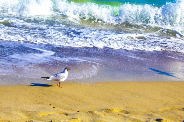 Uccello Gabbiano Che Vola Sul Mare Spiaggia — Foto Stock