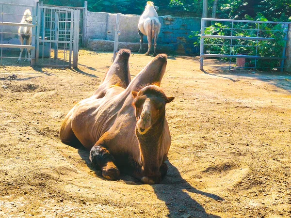 Kamel Liggande Dammet Naturen — Stockfoto