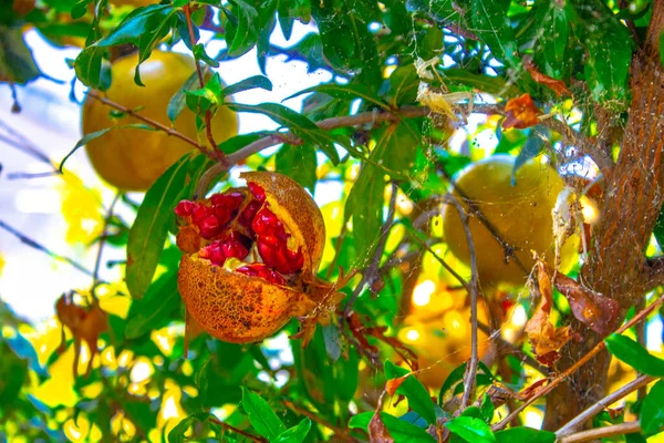 pomegranate fruit branch with plants