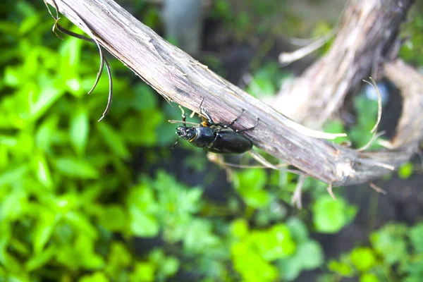 Lucanus Cervus Dişi Ağaç Gövdesinde — Stok fotoğraf