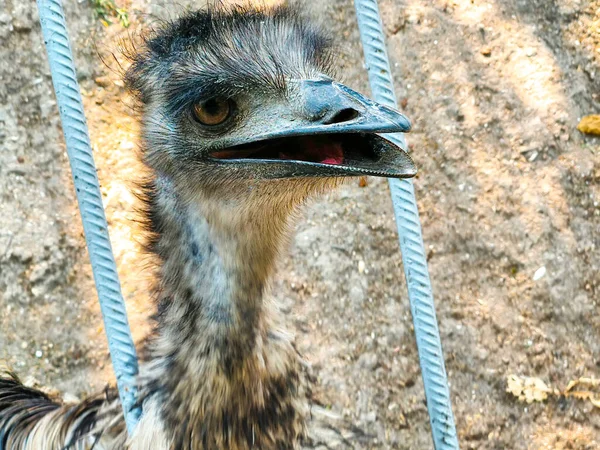 Cabeza Avestruz Que Mira Fijamente Entorno Natural Granja —  Fotos de Stock