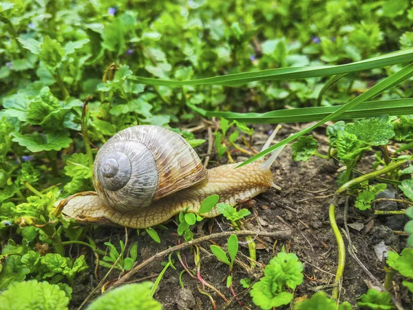 蜗牛花园草本植物绿草 — 图库照片