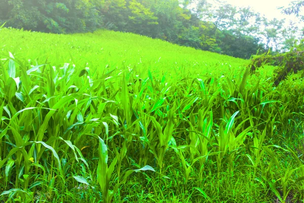 農業やトウモロコシの緑の畑の風景 — ストック写真