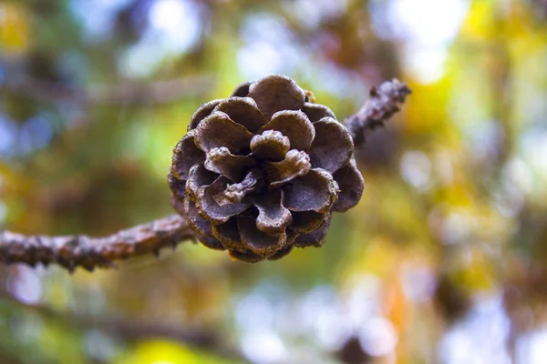 Rama Primer Plano Naturaleza Cono Pino — Foto de Stock