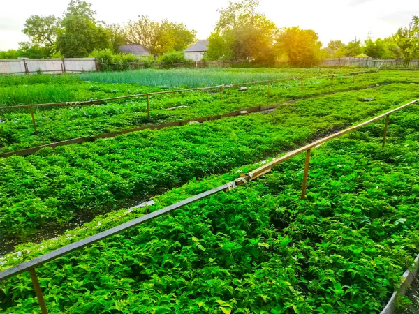 Manantiales Campos Plantación Siembra Cultivan Jardinería —  Fotos de Stock