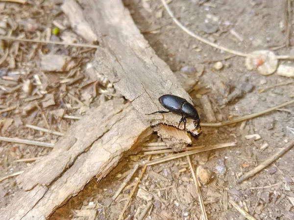 站在沙滩上的黑色长鼻子甲虫 — 图库照片