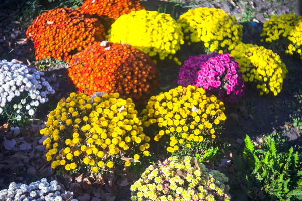 Beautiful Bunch Fresh Blooming Colorful Chrysanthemum Flowers Closeup Top View — Stock Photo, Image