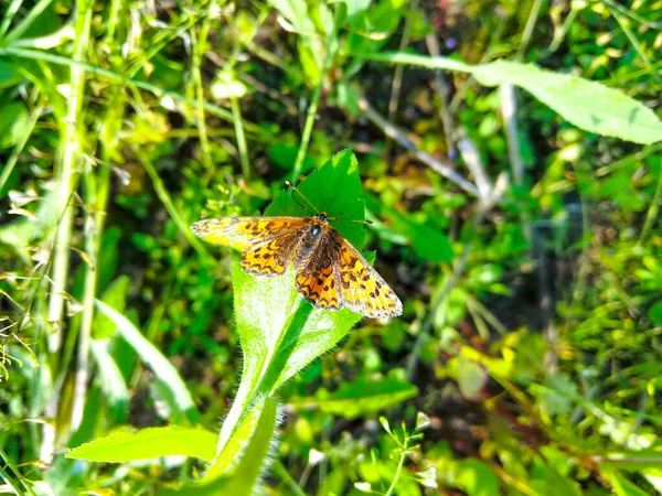 Orangefarbener Schmetterling Steht Auf Einem Grünen Blatt — Stockfoto