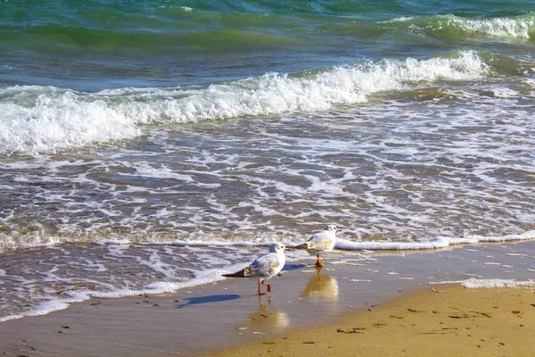海鸥鸟停留在海浪上 — 图库照片