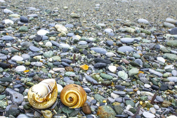 Two Macro Seashell Shows Beautiful Detail — Stock Photo, Image