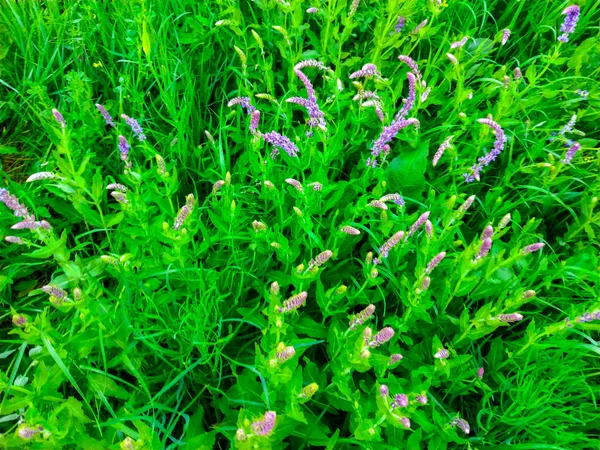 Lavendel Blume Strauch Wiesengarten — Stockfoto