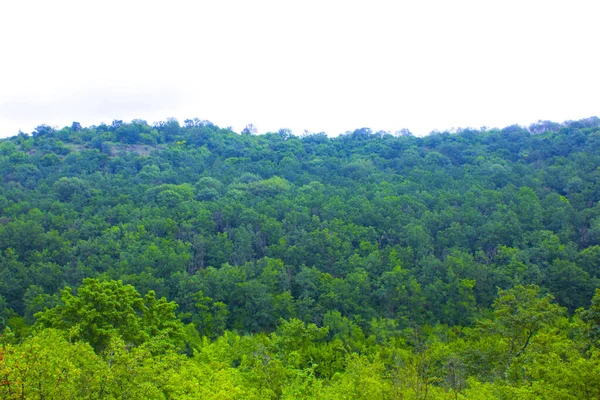 Forêt Montagne Aube Brume Douce Dans Air Vue Panoramique Sur — Photo