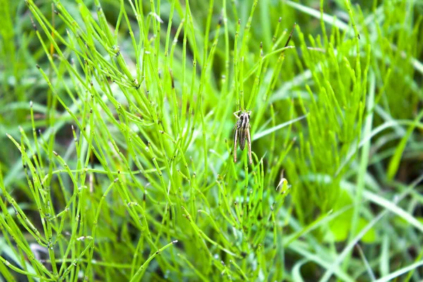 Gräshoppa Cricket Grönt Gräs Bakgrund — Stockfoto