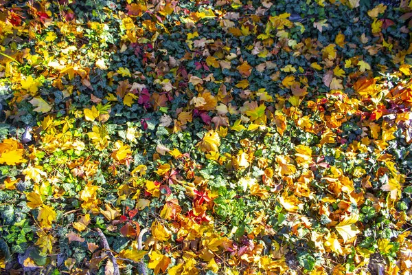 Otoño Hierba Verde Deja Trasfondo — Foto de Stock